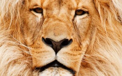 Hoe blijf jij in verbinding met jouw eigen LevensKracht